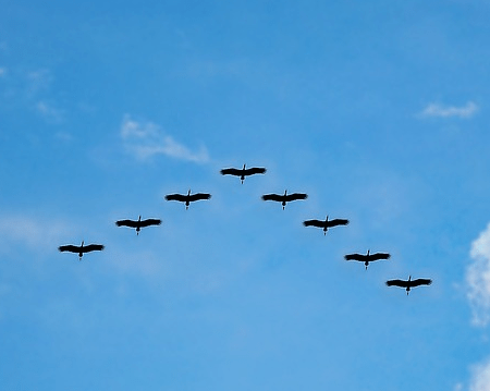 Alle Vöglein fliegen hoch