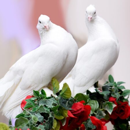 Ein Vogel wollte Hochzeit machen