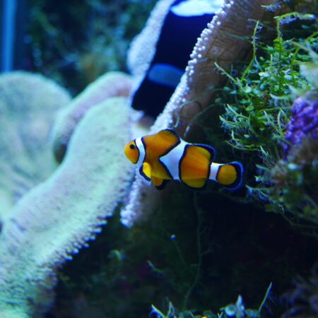 Findet Nemo